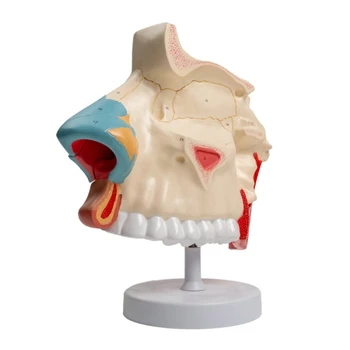 Анатомическая модель полости носа человека для изучения заболеваний, анатомическая модель полости носа для школьных медицинских учебных пособий